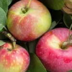 Homemade apple cider soap bars with seasonal spices and ingredients