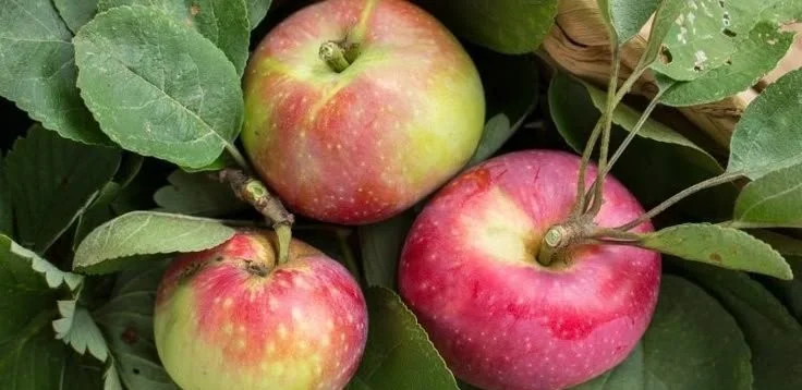 Homemade apple cider soap bars with seasonal spices and ingredients